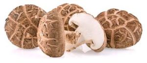 Four shiitake mushrooms lying on white background