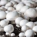 imagem quadrada com cogumelos que crescem em meio nutriente