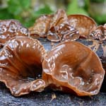 square image with Auricularia mushrooms growing in nature