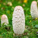 square picture with Copinus mushrooms growing in nature