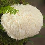 Image carrée montrant un champignon Hericium poussant dans la nature