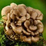 square image with maitake mushroom growing in nature