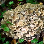 immagine quadrata con funghi Polyporus che crescono in natura