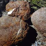immagine quadrata con tre funghi Poria cocos in natura