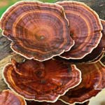 square image with reishi mushrooms growing in nature