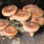 immagine quadrata con funghi shiitake che crescono in natura