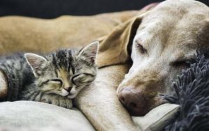 Primo piano di un piccolo gatto e di un cane che dormono pacificamente insieme