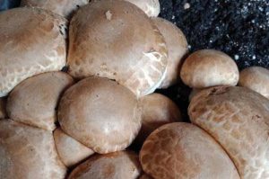 Close up of growing ABM mushrooms