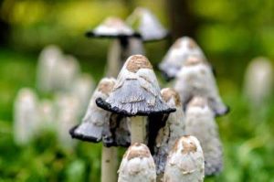 Imagem dos cogumelos Coprinus que crescem na natureza