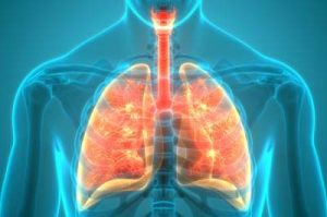 Illustrazione 3D del sistema polmonare umano