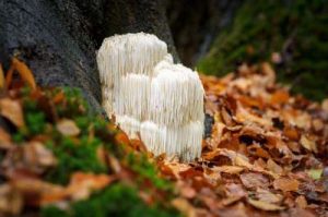 Photograph of Hericium mushroom growing in nature on a tree trunk in autumn.