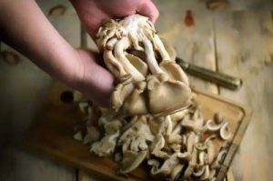 Scatto di funghi Pleurotus freschi tenuti in mano da una persona, sullo sfondo si vede una tavola di legno rustica con altri funghi Pleurotus.