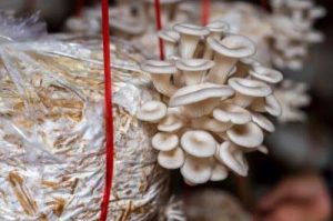 Gravação de fungos Pleurotus cultivados num saco com substrato