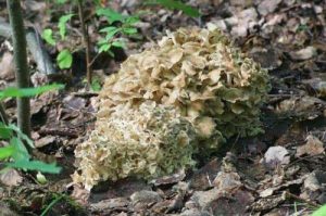 Aufnahme von in der Natur wachsendem Polyporus Pilz