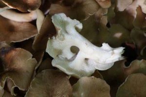 Imagem Zoom dos cogumelos Polyporus