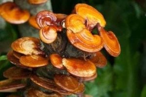 Colorful reishi mushrooms growing in nature