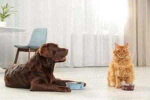 Scatto di un cane e di un gatto entrambi seduti davanti alla loro ciotola del cibo in attesa di essere nutriti