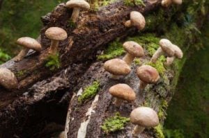 Photograph of shiitake mushrooms growing in nature on a mossy tree trunk.