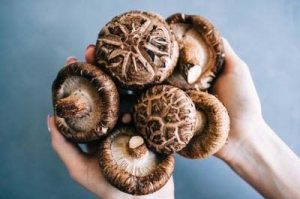 Two hands hold a large portion of fresh shiitake mushrooms to the camera
