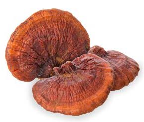 Reishi mushroom image