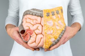 Close up of person holding plastic model of intestine in front of his body