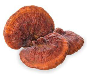 Dried reishi mushroom image on white background