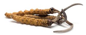 Três cogumelos Cordyceps secos são mostrados sobre um fundo branco.