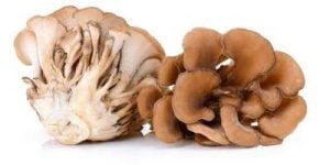 Cogumelos Maitake sobre fundo branco
