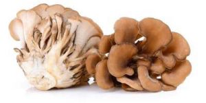 Frisch geernteter Maitake, Pilzgruppe in der Natur auf weißem Hintergrund