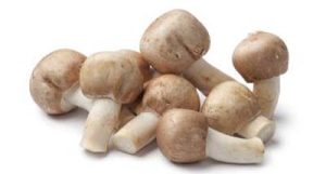Grande plano dos cogumelos Agaricus blazei murrill (ABM) recém-colhidos