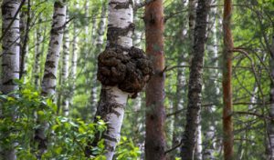 Birkenwanld mit Fokus auf einen Chaga-Pilz, der an einem Birkenstamm wächst