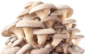 Pleurotus ostreatus, group of mushrooms against white background