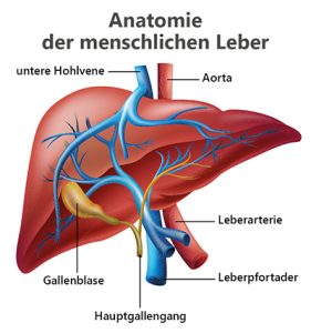 Graphical representation of the liver with descriptive texts
