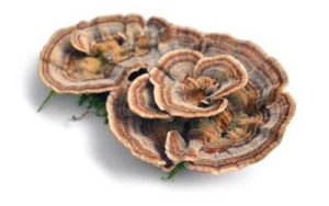 Close up of vital mushroom Coriolus versicolor on white background