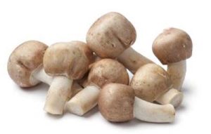 Nahaufnahme frisch geernteten Agaricus blazei murrill (ABM) Pilzen auf weißem Hintergrund