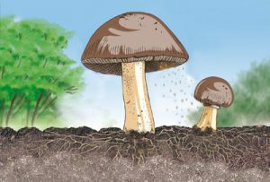 Illustration eines Pilzes mit Sporen, Hut und Myzel