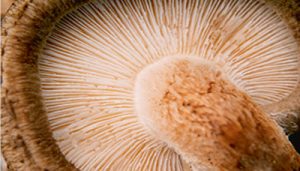 Grande plano da parte inferior de um cogumelo com foco nas lamelas