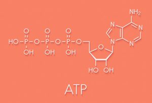 Representación gráfica de la fórmula química de la adenosina