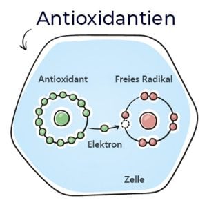 Graphic representation of the effect of antioxidants on free radicals