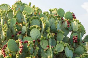 In the picture is a stately specimen of prickly pear. It bears on its leaves green and red fig fruits