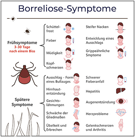 Grafik mit der Darstellung verschiedenster Borreliose-Symptome