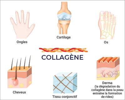 Illustration zum Thema Collagen