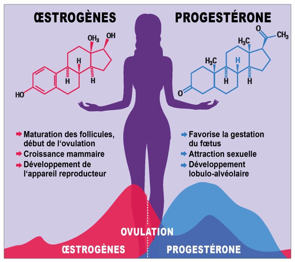 Illustration zu Östrogen und Progesteron bei der Frau
