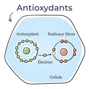Représentation graphique de l'effet des antioxydants sur les radicaux libres