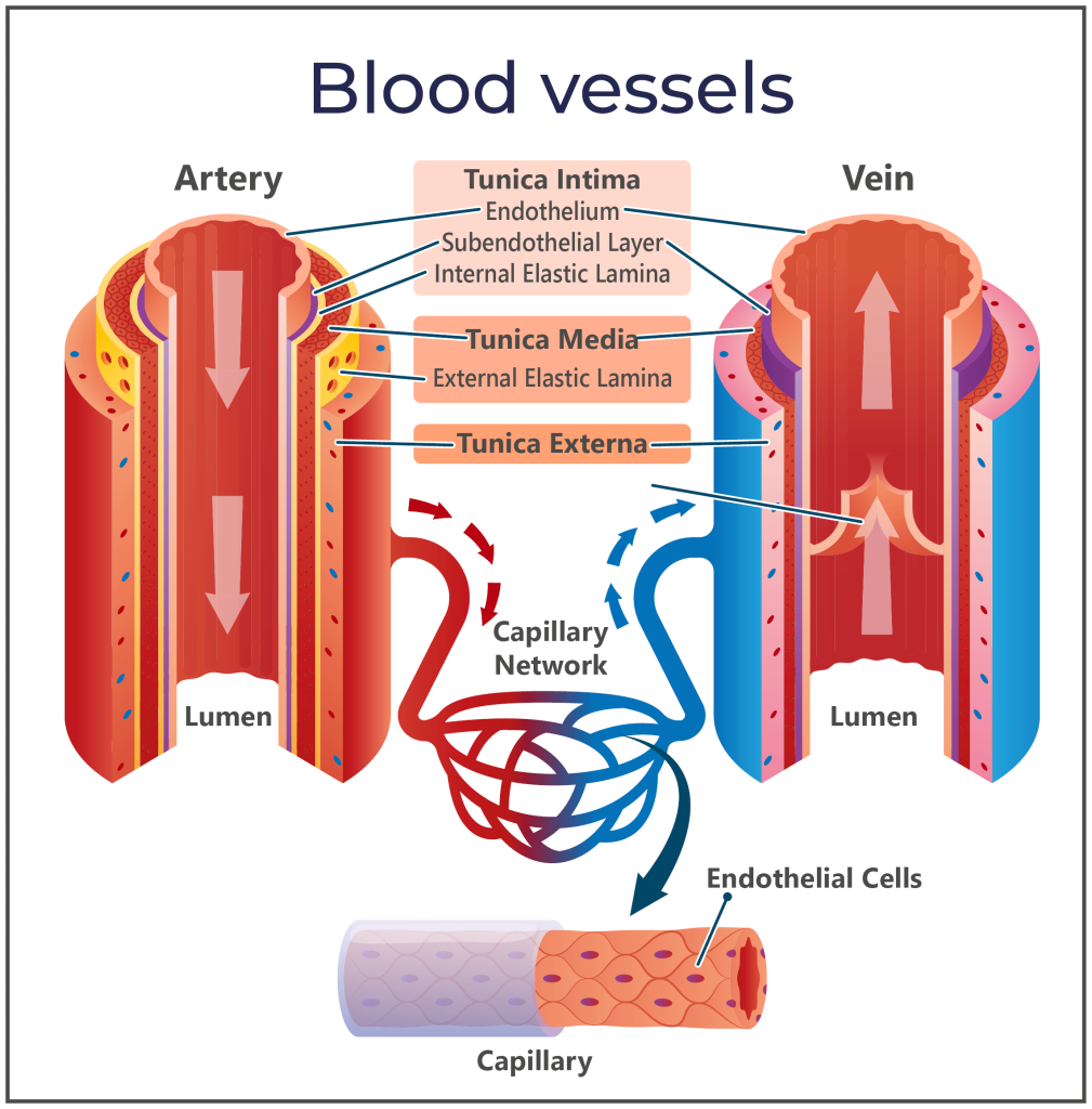 Graphic showing the difference in blood vessels